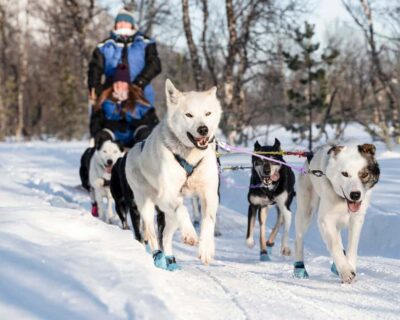 Dog Sledding Experience with Transfer