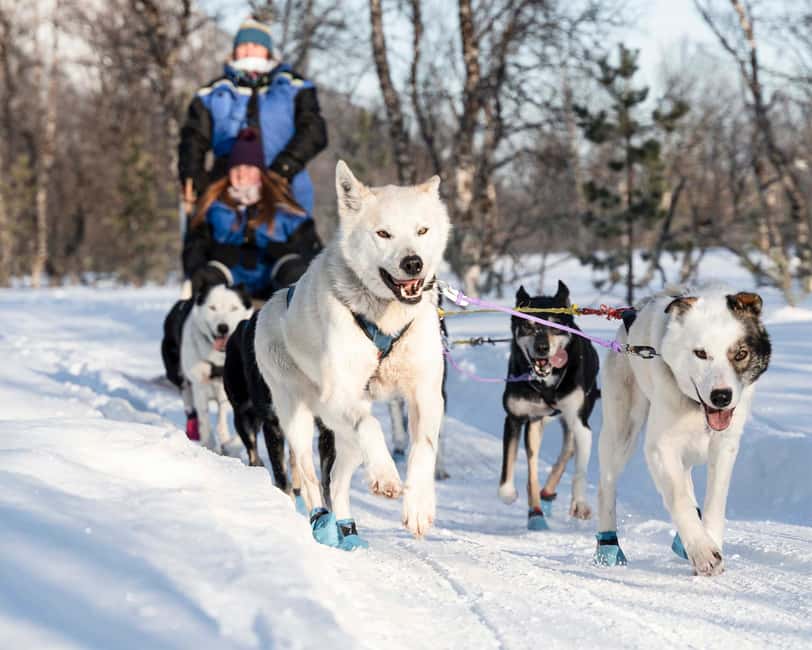 From Tromsø: Dog Sledding Experience with Transfer - The 3 to 4 km Sled Ride: What It Feels Like to Drive (and Switch)