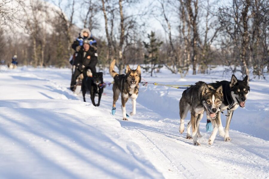 From Tromsø: Fun and Easy Dog Sledding Adventure - From Tromsø to the Camp, the Ride Is Part of the Experience