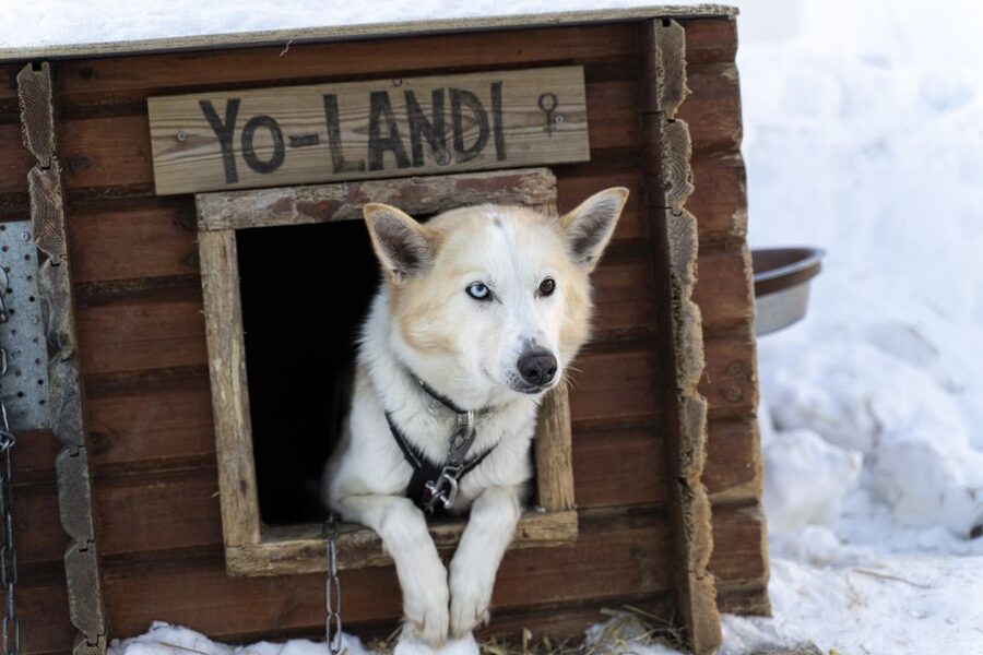 From Tromsø: Fun and Easy Dog Sledding Adventure - The Safety Briefing and Practice, How Beginners Keep Control
