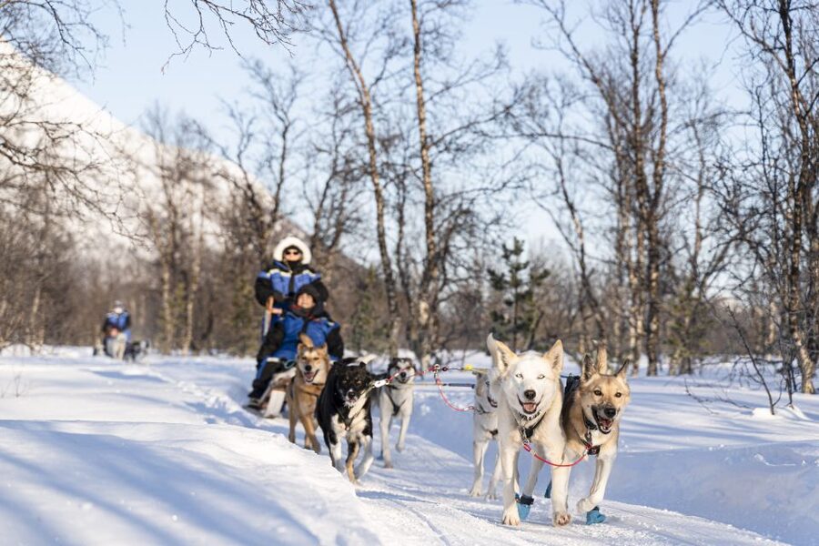 From Tromsø: Fun and Easy Dog Sledding Adventure - Self-Drive Dog Sledding and the Driver Swap That Makes It Fair