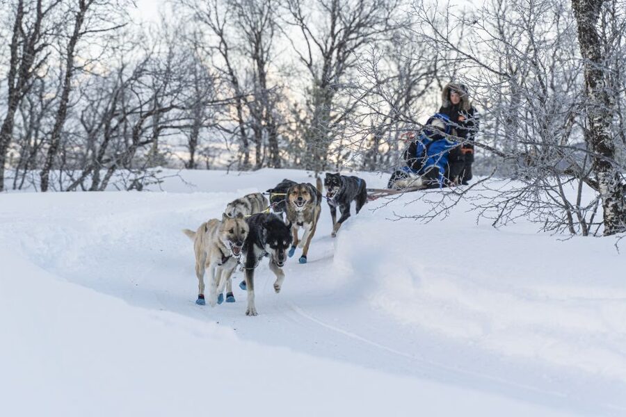 From Tromsø: Fun and Easy Dog Sledding Adventure - Practical Tips So Your Day Feels Smooth, Not Miserable