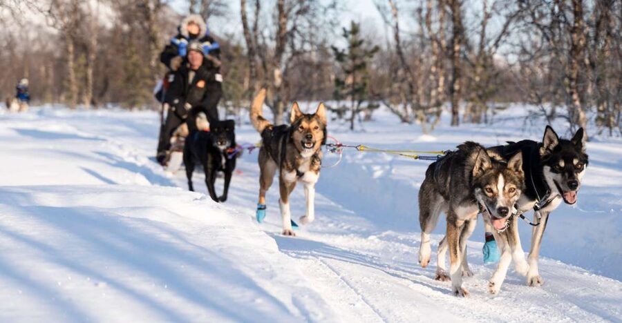 From Tromsø: Fun and Easy Dog Sledding Adventure - What You Wear, and How Not to Freeze During the Sled Setup