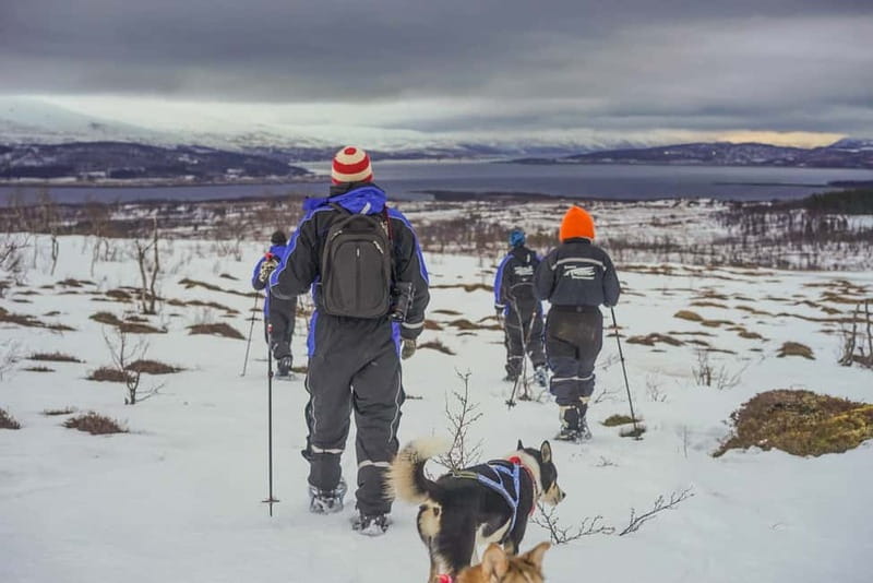 From Tromsø: Guided Husky Snowshoe Hike and Husky Camp Visit - The husky camp start: where the day becomes real