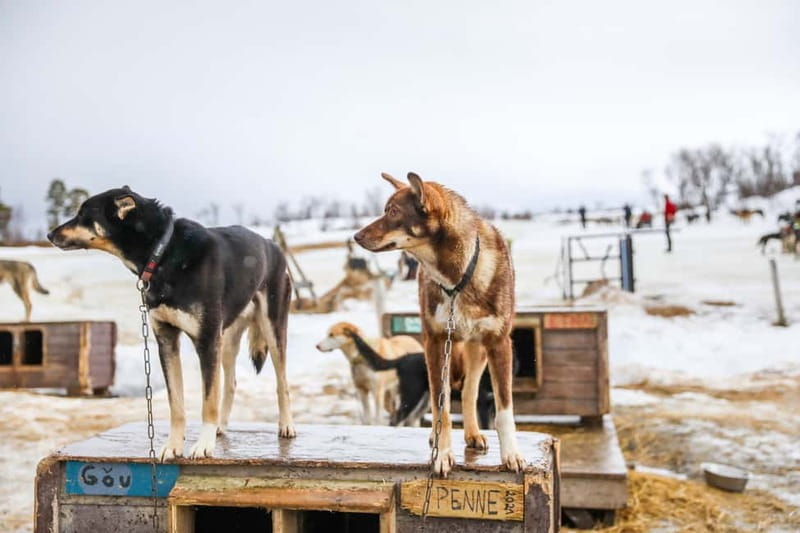 From Tromsø: Guided Husky Snowshoe Hike and Husky Camp Visit - Gear you are given, and what you still need to bring