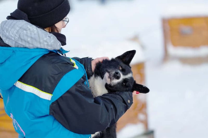 From Tromsø: Husky Experience with Self-Drive Dog Sled Ride - Tromsø to Breivikeidet: how the day starts and why the 50-minute bus ride matters