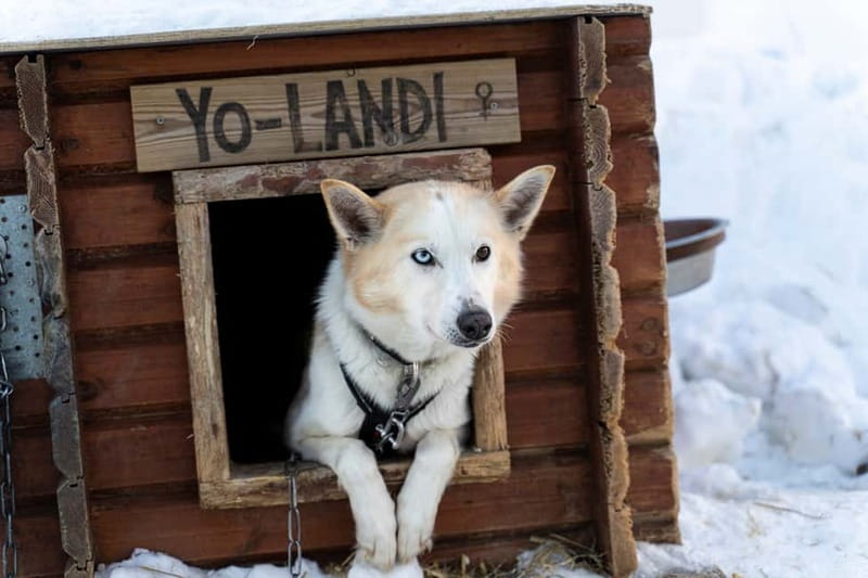 From Tromsø: Husky Experience with Self-Drive Dog Sled Ride - Your short self-drive dog sled ride, photo swap, and what the timing really means