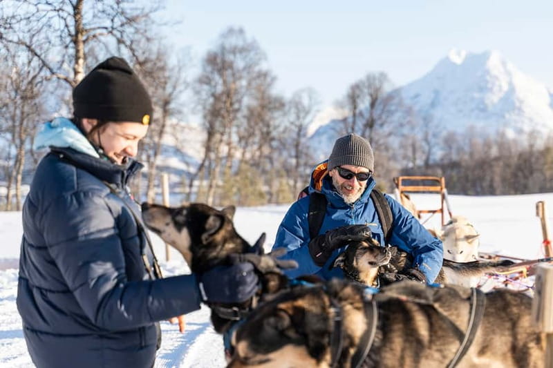 From Tromsø: Husky Experience with Self-Drive Dog Sled Ride - Dog yard time: cuddles, close-up husky energy, and how the camp feels
