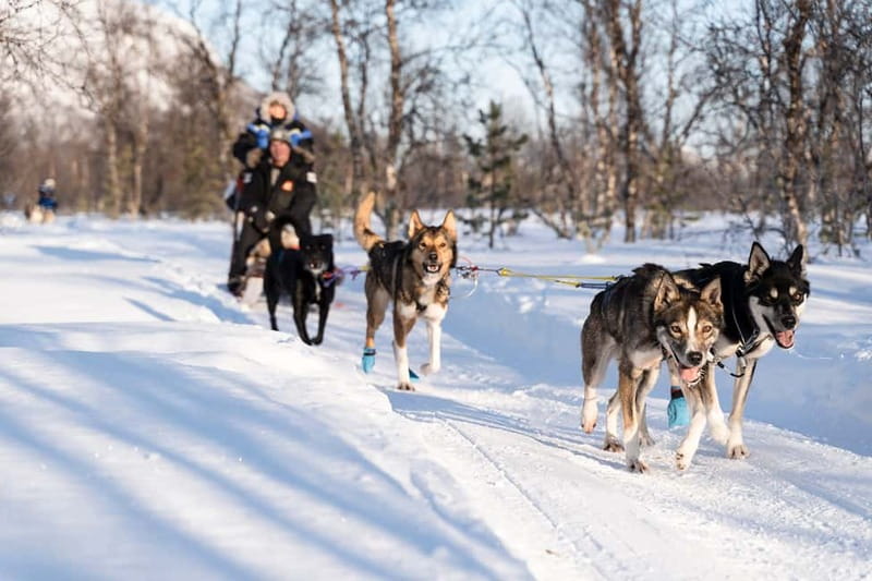 From Tromsø: Husky Experience with Self-Drive Dog Sled Ride - Price of $208: is it worth it for Tromsø husky sledding?