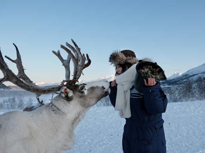 From Tromsø: Reindeer Feeding and Sami Experience with Lunch - Key Things I’d Bet On