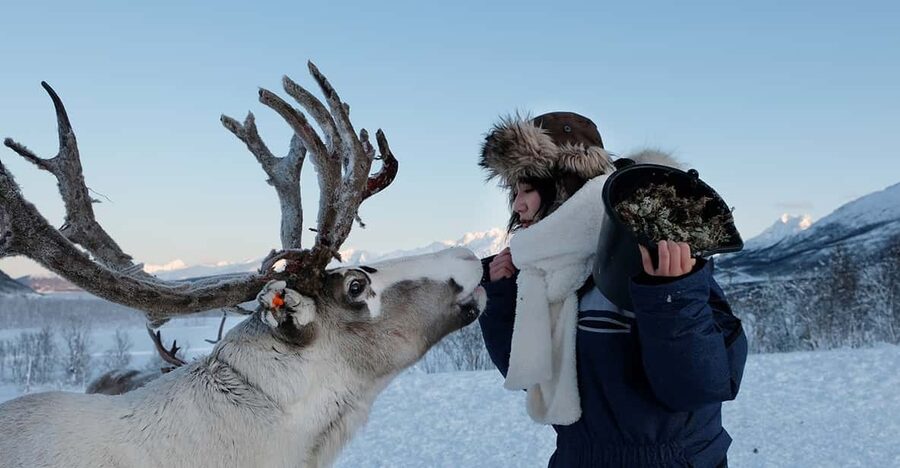 From Tromsø: Reindeer Feeding and Sami Experience with Lunch - The Drive Out: Use the Time Well