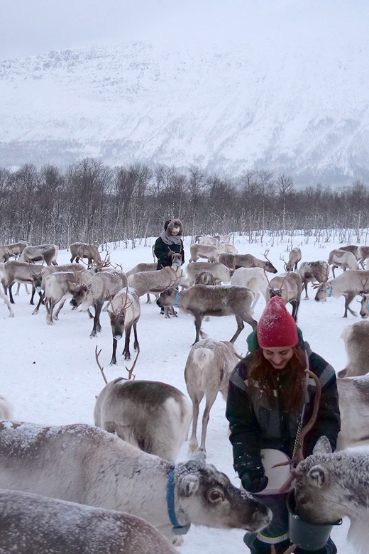 From Tromsø: Reindeer Feeding and Sami Experience with Lunch - Inside the Reindeer Pen: Hand-Feeding, Photo Tips, and Respect Rules