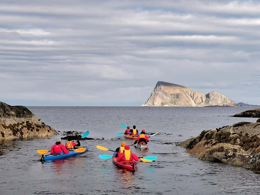 From Tromsø: Sea Kayaking Tour at Sommarøy - Wildlife from the seaside: what you can realistically hope to see