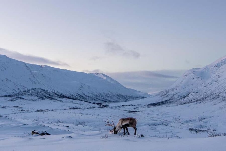 From Tromsø: Snowshoe Hike with Local Guides - The Digital Photo Album: A Small Luxury That Helps You Remember