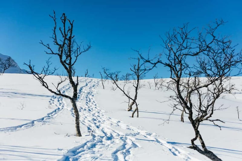From Tromsø: Snowshoeing Hike with Picnic Lunch and Photos - Who should book this snowshoe hike, and who might skip it