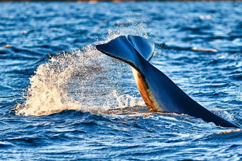 From Tromso: Whale Watching in Magic Skjervoy - Key Highlights at a Glance