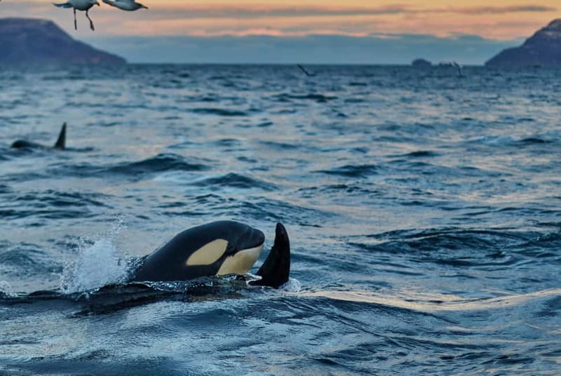 From Tromso: Whale Watching in Magic Skjervoy - Price and Value: Why This Costs What It Costs