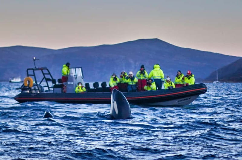 From Tromso: Whale Watching in Magic Skjervoy - Winter Orca Chances in Skjervøy, Without the Big-Tour Chaos