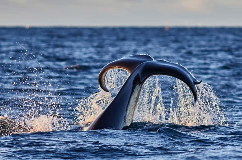 From Tromso: Whale Watching in Magic Skjervoy - The Drive to Skjervøy: Scenic, Long, and Usually Nonstop