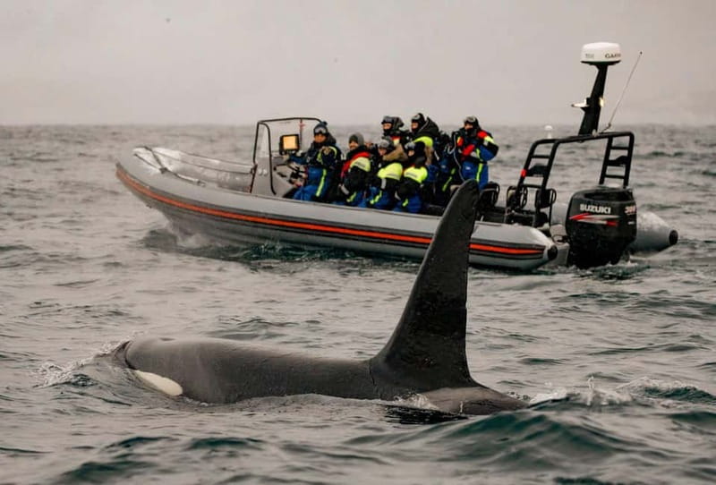 From Tromso: Whale Watching in Magic Skjervoy - RIB Whale Watching: 2.5 to 3 Hours in the Fjords