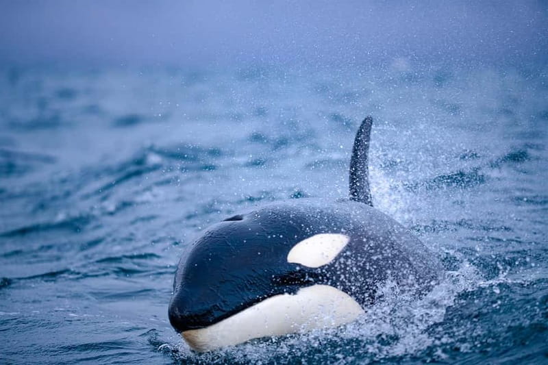 From Tromso: Whale Watching in Magic Skjervoy - Seeing Orcas and Humpbacks Up Close, While Keeping Distance
