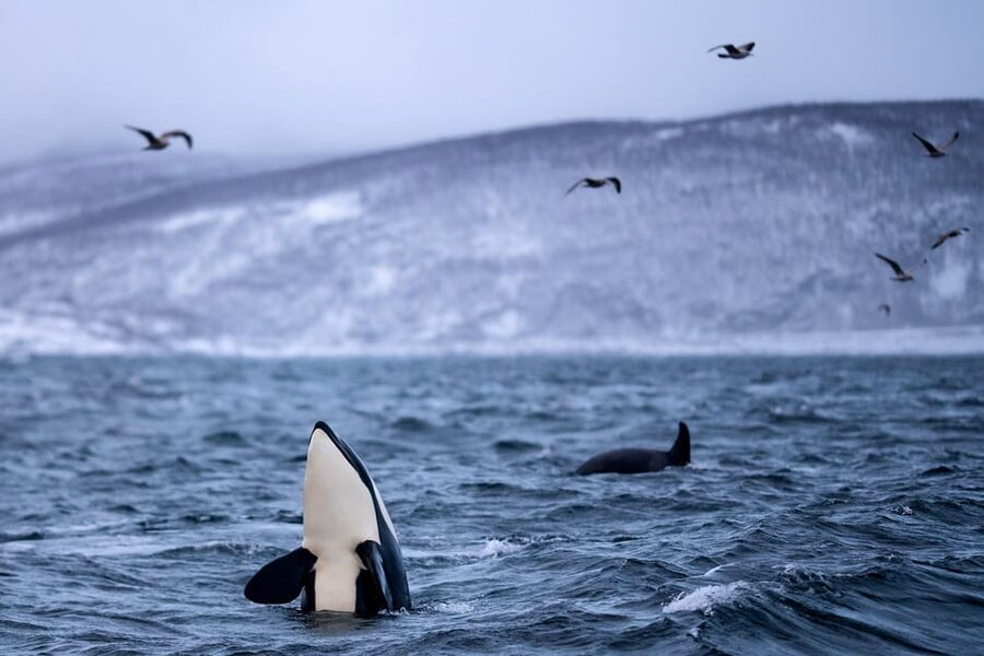 From Tromso: Whale Watching in Magic Skjervoy - Photos, Camera Setup, and How to Avoid the Wet Gear Problem