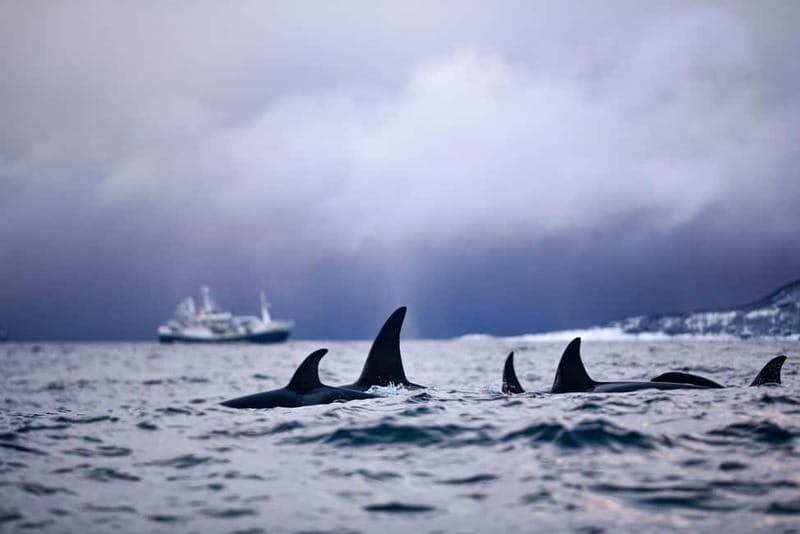 From Tromso: Whale Watching in Magic Skjervoy - Food, Warm Drinks, and the End-of-Day Clubhouse Reset