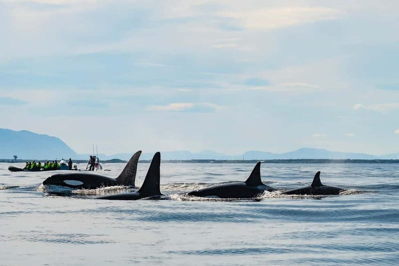 From Tromso: Whale Watching in Magic Skjervoy - The 5:20 a.m. Tromsø Start That Sets Up Your Best Whale Odds