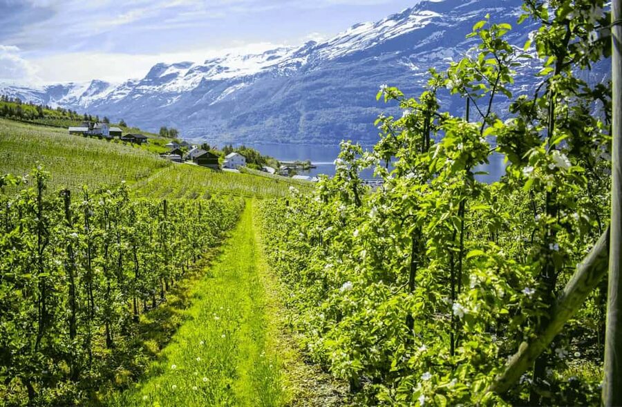 Guided tour: Hardangerfjord, Waterfalls and Ferry crossing - From Bergen pickup to Trengereid: getting the East Fjord bearings fast