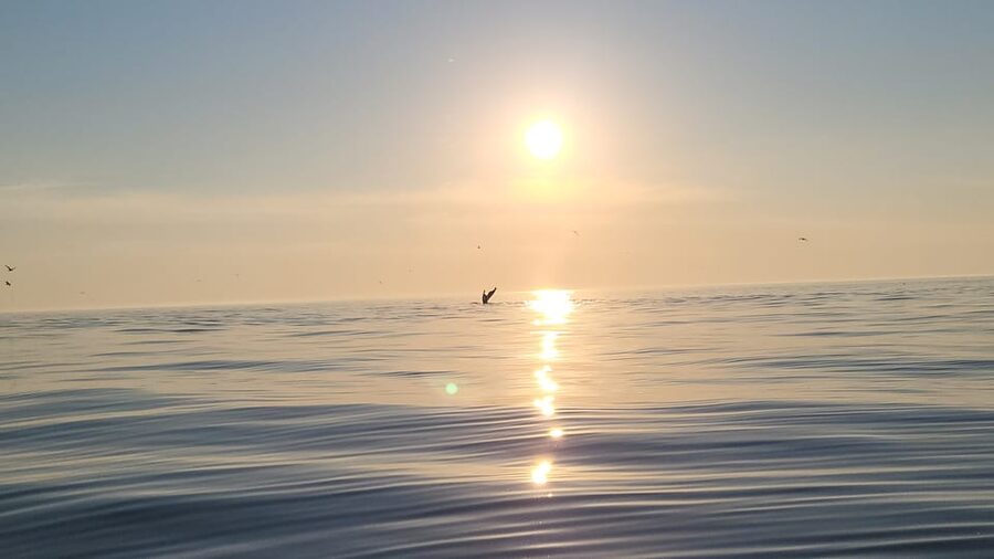 Honningsvåg: North Cape King Crab & Arctic Wildlife Safari - Wildlife Spotting, Including the Minke-Whale Moment