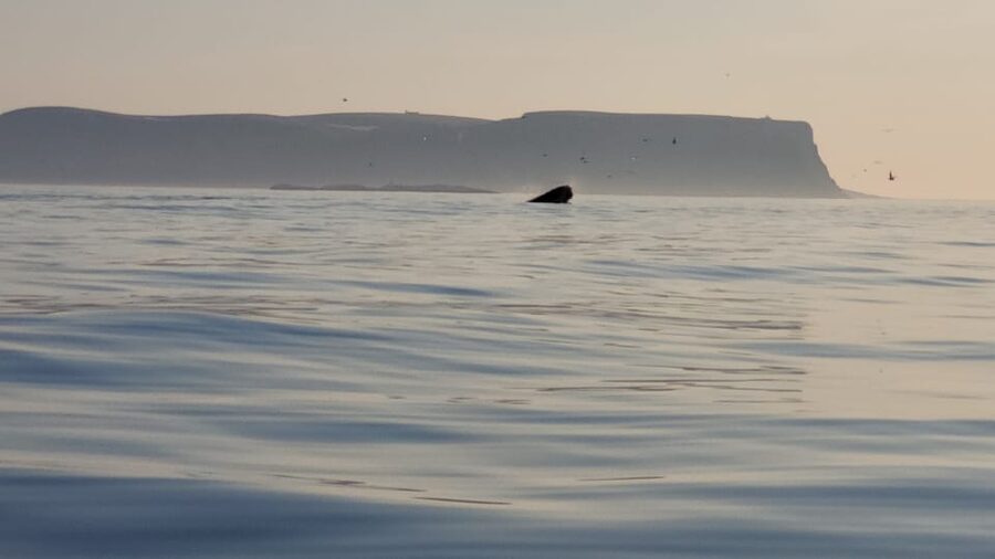 Honningsvåg: North Cape King Crab & Arctic Wildlife Safari - What You Get For the Price, and When It Feels Worth It