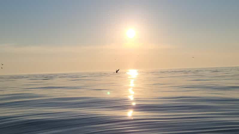 Honningsvåg: North Cape King Crab & Arctic Wildlife Safari - My Booking Advice: Should You Go?