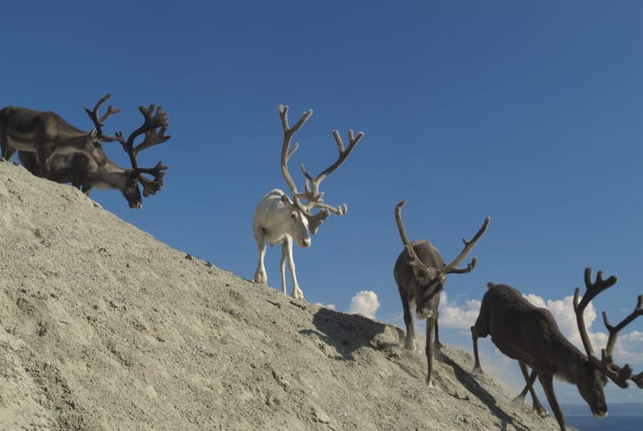 Honningsvåg: North Cape Summer Tour with Sami Family Visit - The Sami family visit: great when it’s full, flexible when it’s not