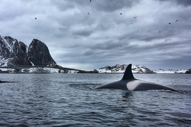 Kayaking in Reinefjorden - What You Actually Get: Life Jacket, Spray-Skirt, and Waterproof Wear