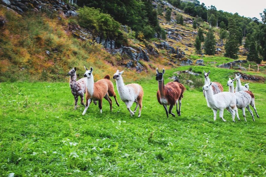 Ljøen, Hellesylt: Ljøen Farm Tour - Mountain Farm With Real Fjord Power Over Geirangerfjord