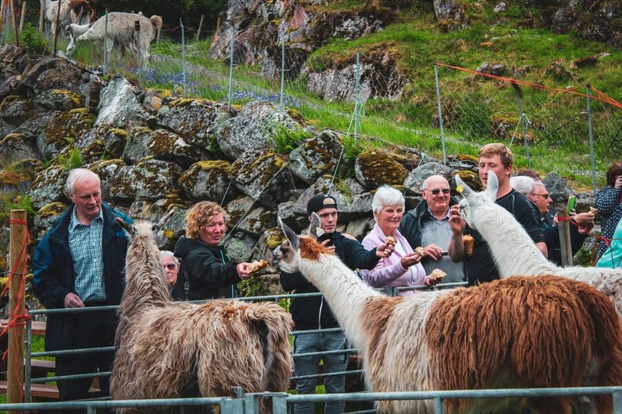 Ljøen, Hellesylt: Ljøen Farm Tour - Coffee, Tea, and Norwegian Waffles With a Fjord View