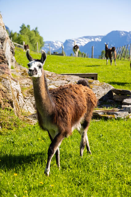 Ljøen, Hellesylt: Ljøen Farm Tour - Who This Tour Fits Best (and Who Might Want Something Else)
