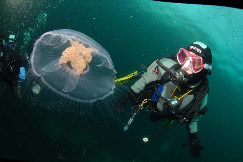 Lofoten: First Time Scuba Diving Experience - Key highlights that matter