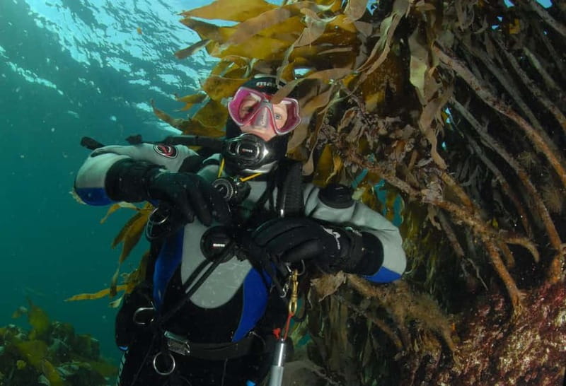 Lofoten: First Time Scuba Diving Experience - First-time scuba with coaching built for real beginners