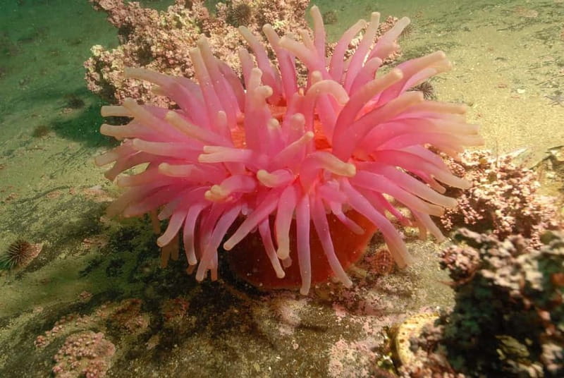 Lofoten: First Time Scuba Diving Experience - Going below the surface with a 6-meter maximum