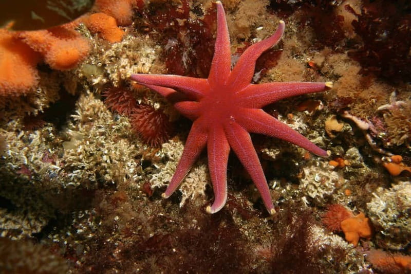 Lofoten: First Time Scuba Diving Experience - Price and value: what $282 buys you in Lofoten
