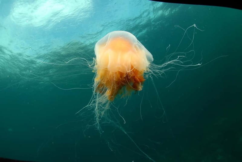 Lofoten: First Time Scuba Diving Experience - From Øyaveien 31 to open water: how the 3 hours flow