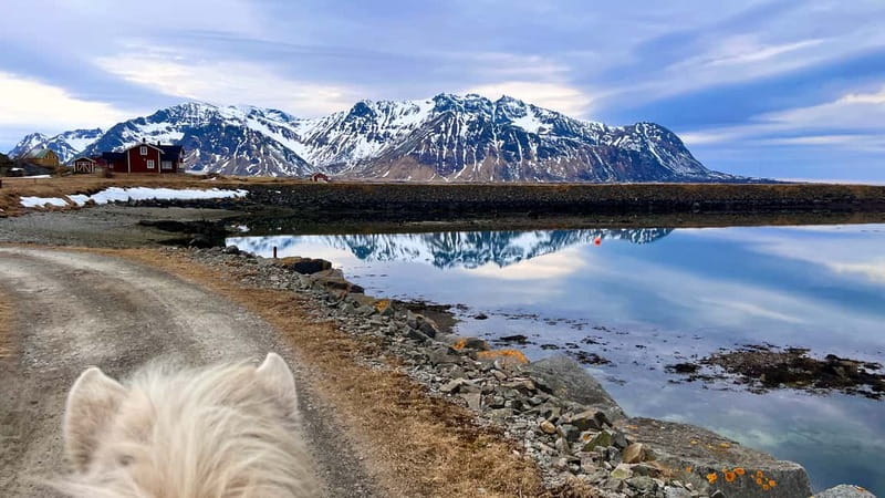 Lofoten: Guided Horse Riding Tour Over Hov and Hovsund - A 90-minute ride that stitches together coast, fishing, and Viking-era clues