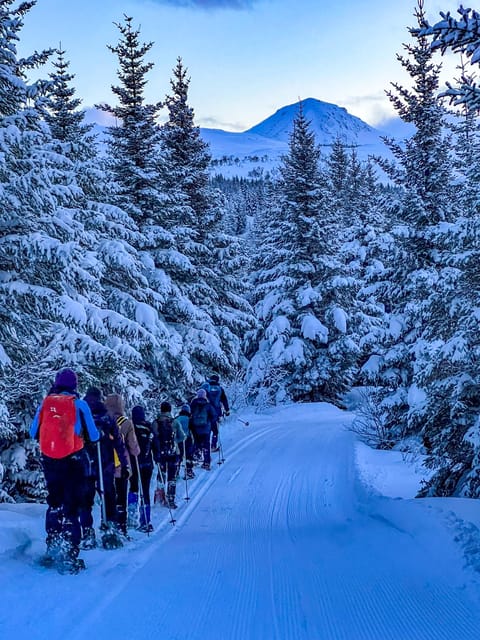 Lofoten: Half Day Snowshoe Tour - Who This Tour Suits Best (and Who Might Struggle)