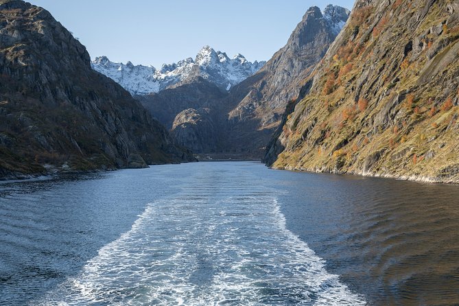 Lofoten Island: Silent Trollfjord Cruise from Svolvær - How to Spot Wildlife Without Losing Your Mind