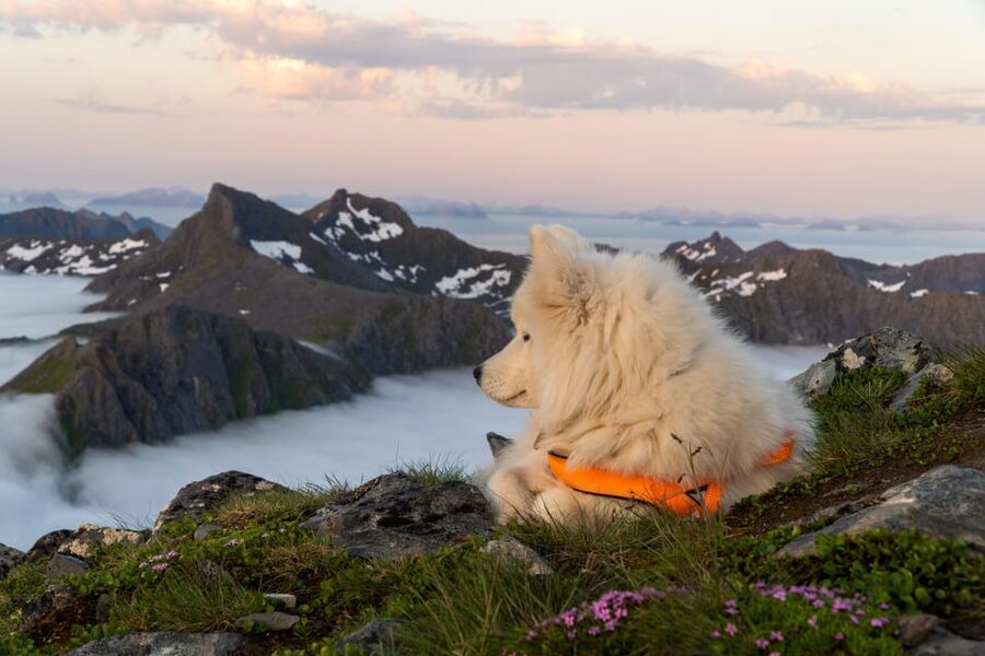 Lofoten Islands: Guided Hiking Into the Wilderness - Uphill - Included Gear: Walking Poles That Actually Help