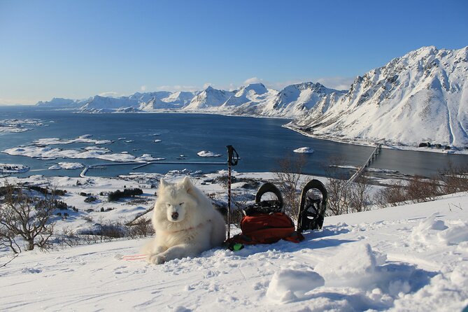 Lofoten Islands: Guided Snowshoeing Tour - Uphill version - Final Hour: 1 More Hour of Guided Snowshoeing Back Down
