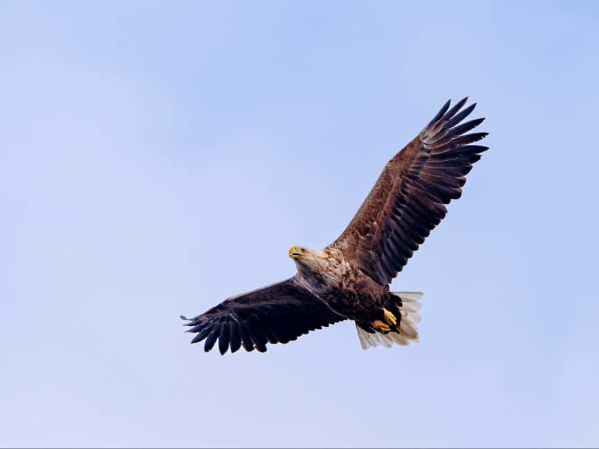 Lofoten: Sea Eagle Sunset Cruise - On board the hybrid-electric catamaran: comfort, quiet, and photo reality