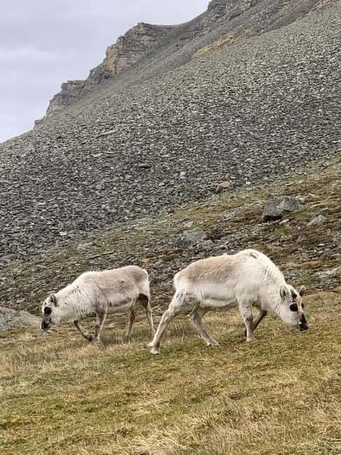 Longyearbyen: Platåfjellet Guided Hike with Panoramic Views - Hotel pickup and the short transition from town to trail