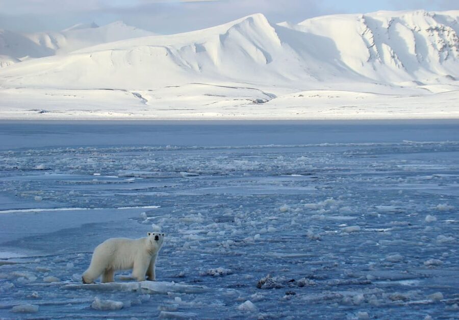 Longyearbyen: Snowmobile Tour to Tempelfjorden with Lunch - Key Points You Should Know First